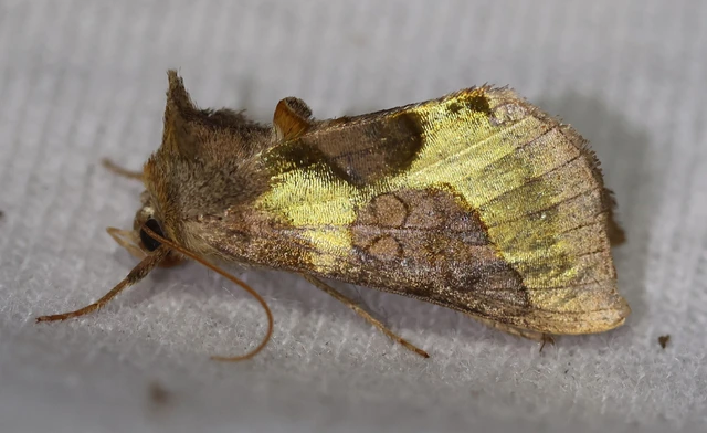 Diachrysia