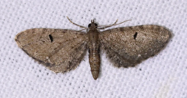 Eupithecia assimilata - komló-törpearaszoló