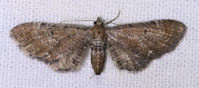 Eupithecia absinthiata - üröm-törpearaszoló