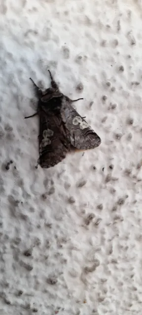 Diloba caeruleocephala - őszi kékesbagoly