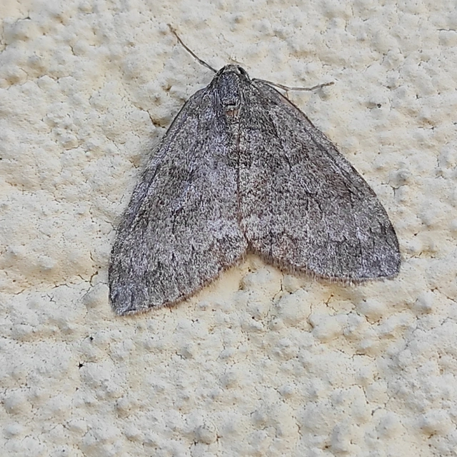 Epirrita christyi/dilutata