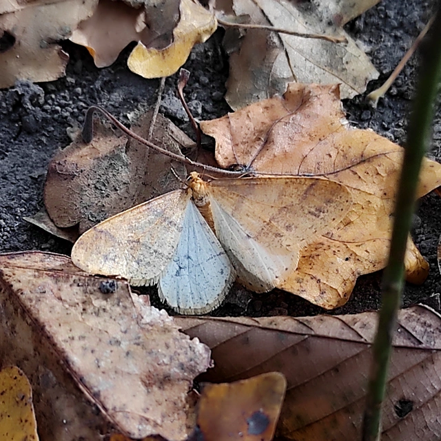 Agriopis aurantiaria - aranysárga téliaraszoló