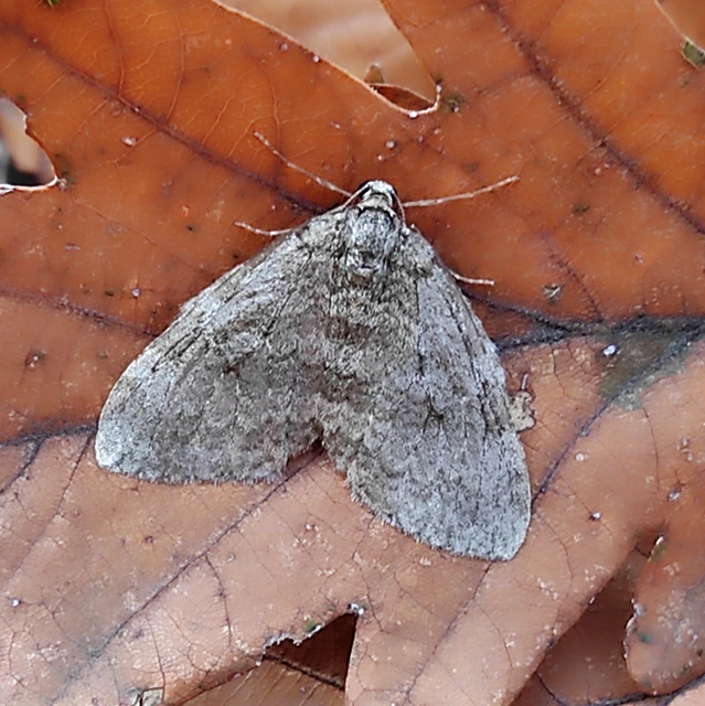Epirrita christyi/dilutata