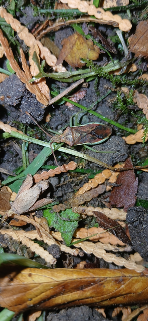 Gonocerus juniperi - boróka-karimáspoloska