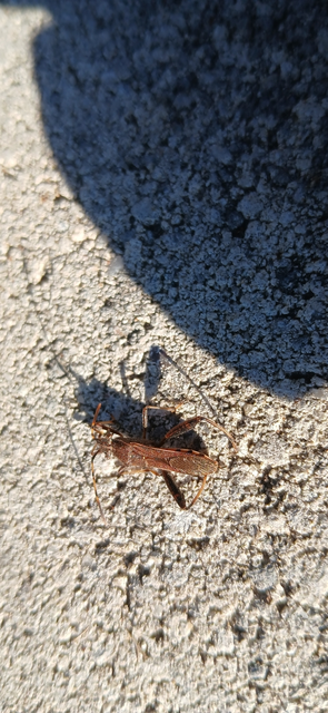 Camptopus lateralis - görbelábú karimáspoloska