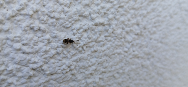 Scolopostethus Scolopostethus