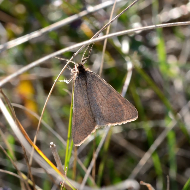 Lignyoptera fumidaria - füstös ősziaraszoló