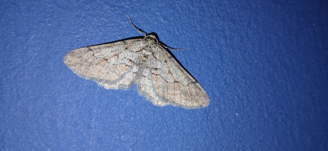 Agriopis bajaria - kökény-téliaraszoló