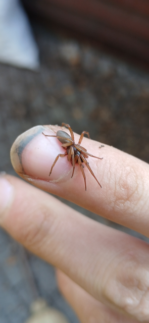 Dysderidae - fojtópókok