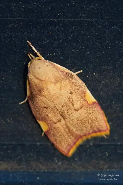 Carcina quercana - vastagcsápú díszmoly