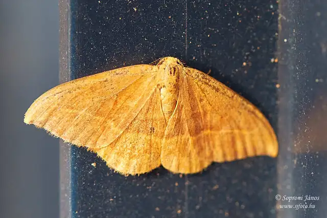 Watsonalla cultraria - bükkfa-sarlósszövő
