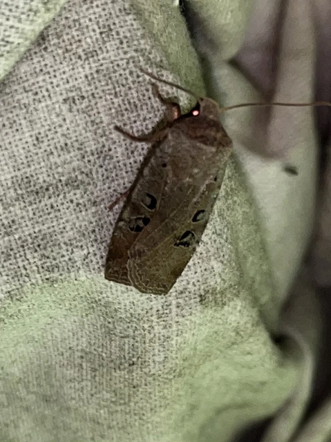 Conistra rubiginosa - szürke télibagoly
