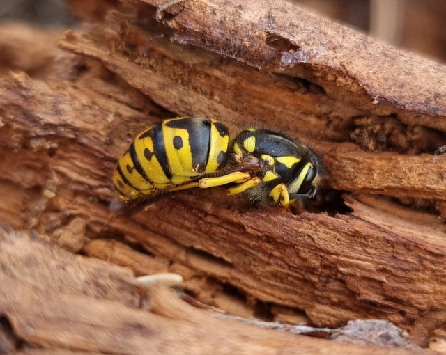 Vespula