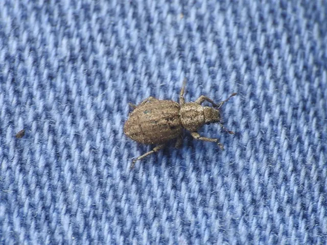 Cycloderes pilosulus - pikkelyeslábú ormányos