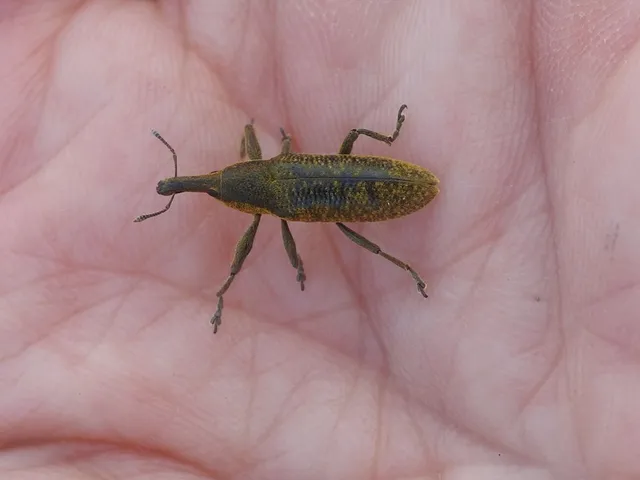 Lixus pulverulentus - mályvafúró dudvabarkó