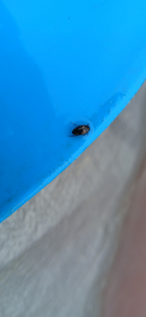 Dytiscidae - csíkbogárfélék