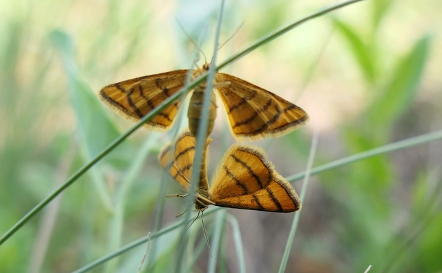 Idaea aureolaria - aranyos sávosaraszoló