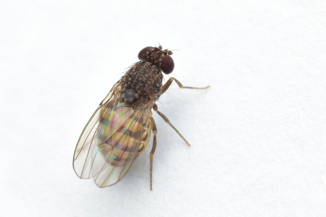 Drosophilidae - muslicafélék