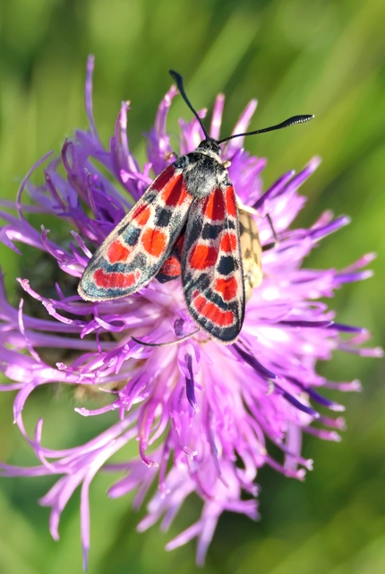 Zygaena carniolica - fehérgyűrűs csüngőlepke