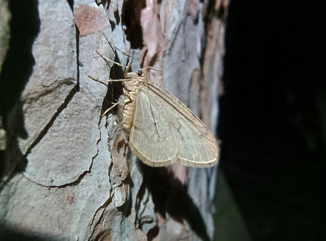 Operophtera brumata - kis téliaraszoló