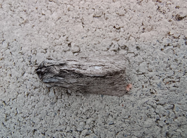 Asteroscopus sphinx - csillagnéző bundásbagoly