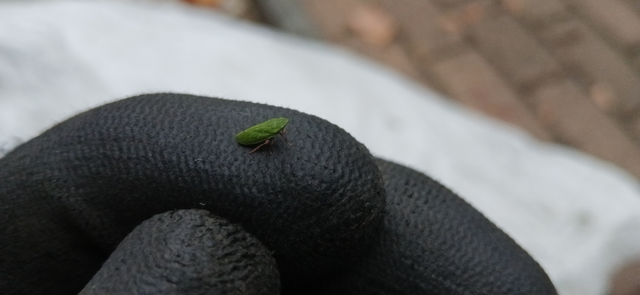 Tettigometra