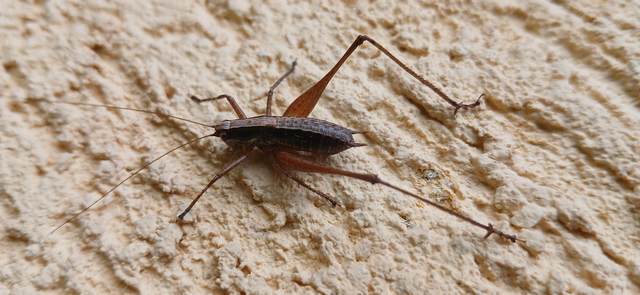 Yersinella raymondi