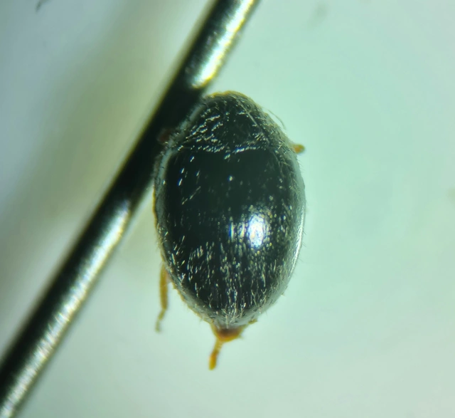 Byrrhidae - labdacsbogárfélék
