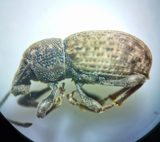 Otiorhynchus raucus - molyhos gyalogormányos