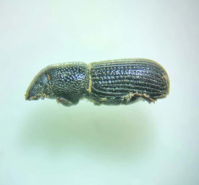 Brachytemnus porcatus - négyzetestorú szúormányos