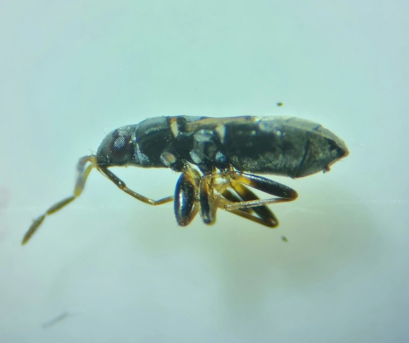 Ischnocoris hemipterus