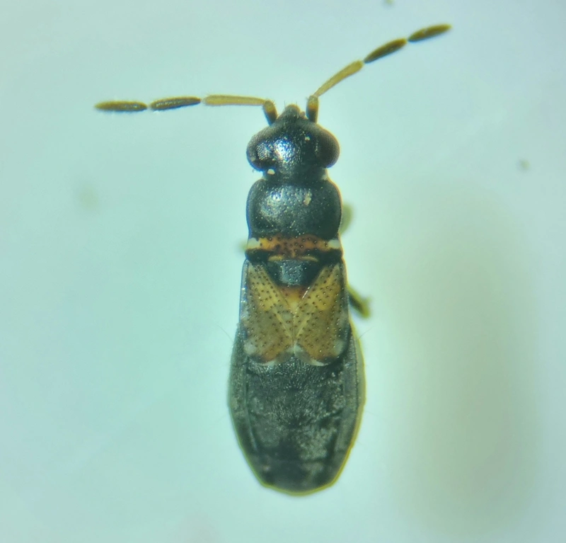 Ischnocoris hemipterus
