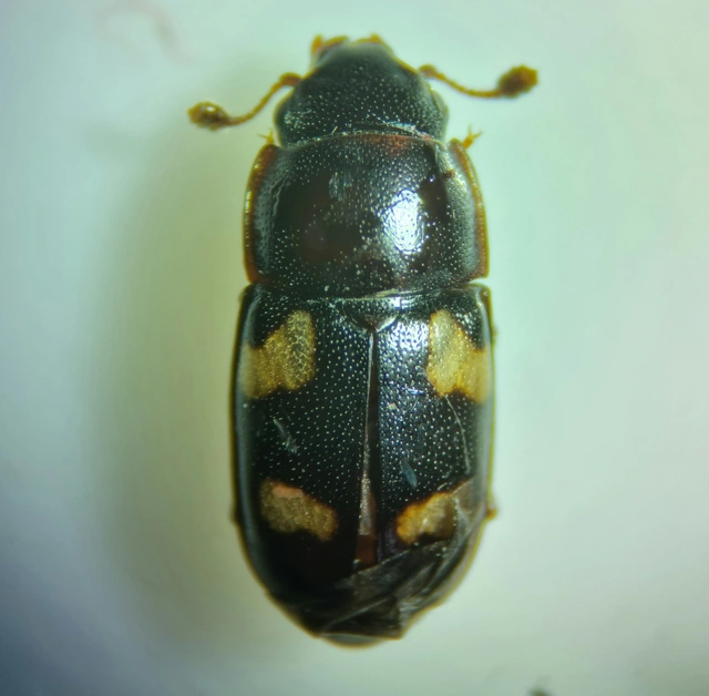 Glischrochilus quadrisignatus - amerikai fénybogár Glischrochilus quadrisignatus - amerikai fénybogár