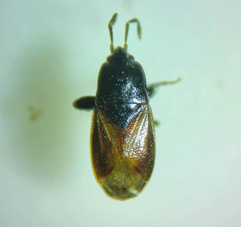 Plinthisus brevipennis