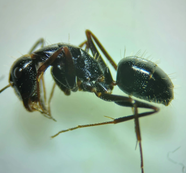 Camponotus aethiops - szőrös lóhangya