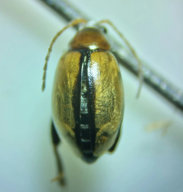 Longitarsus