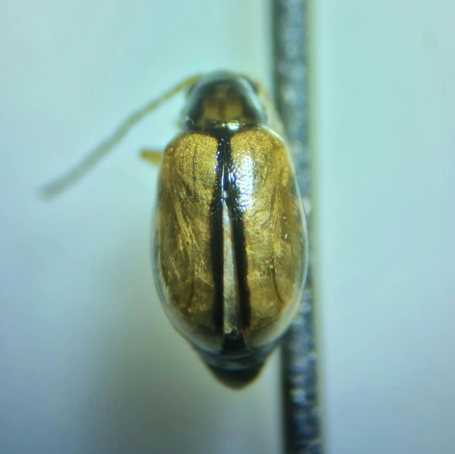 Longitarsus