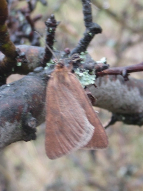 Lignyoptera fumidaria - füstös ősziaraszoló