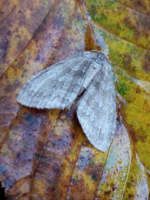 Epirrita