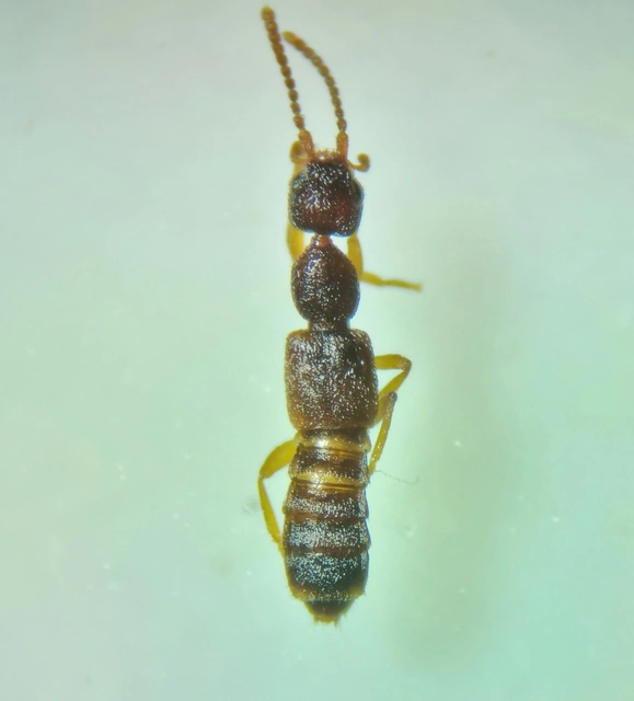 Scopaeus laevigatus - közönséges turzásholyva