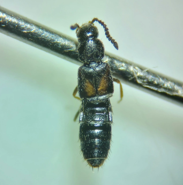 Atheta triangulum - címeres penészholyva