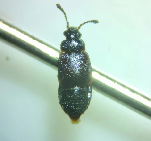 Proteinus brachypterus - közönséges sutaholyva