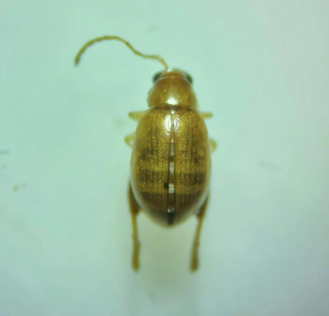 Longitarsus