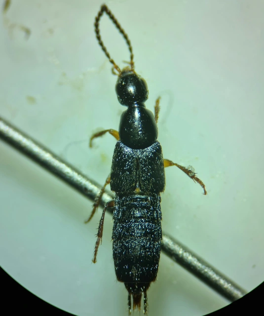 Philonthus quisquiliarius - zöldfényű ganajholyva