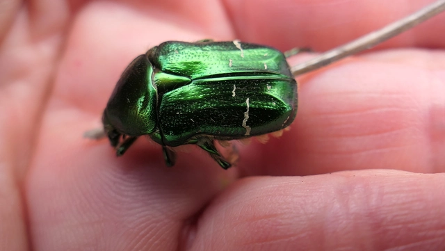 Cetonia aurata - aranyos virágbogár
