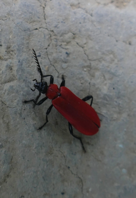Pyrochroa coccinea - nagy bíborbogár