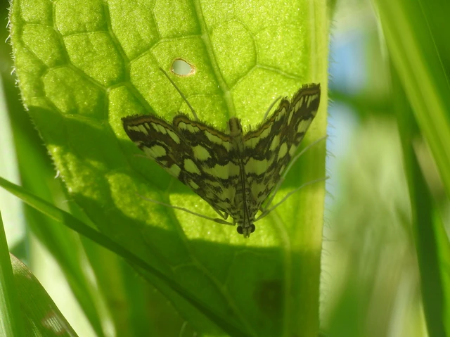 Elophila nymphaeata - tarka vízimoly