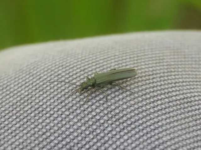 Oedemera