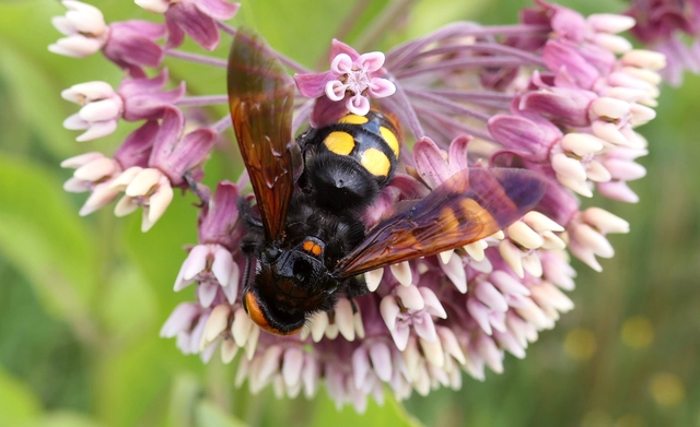 Megascolia maculata - óriás-tőrösdarázs
