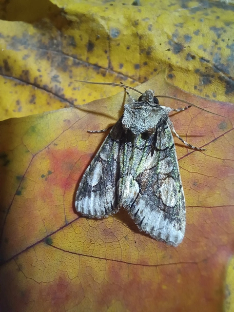 Allophyes oxyacanthae - galagonyabagoly